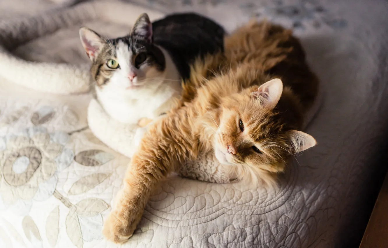 Фото обои кошка, кот, взгляд, кошки, поза, коты, постель, мордашка