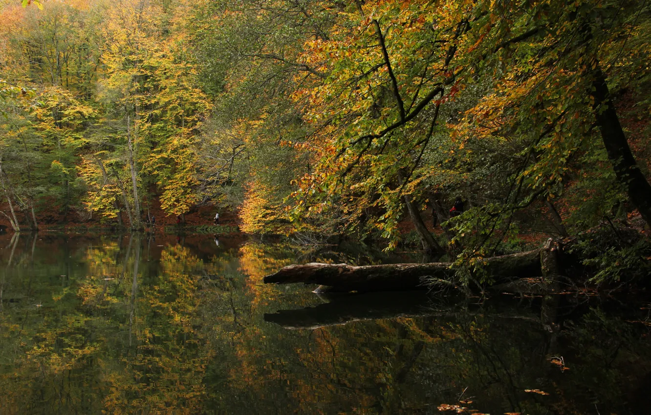 Фото обои осень, лес, озеро, Турция, Болу