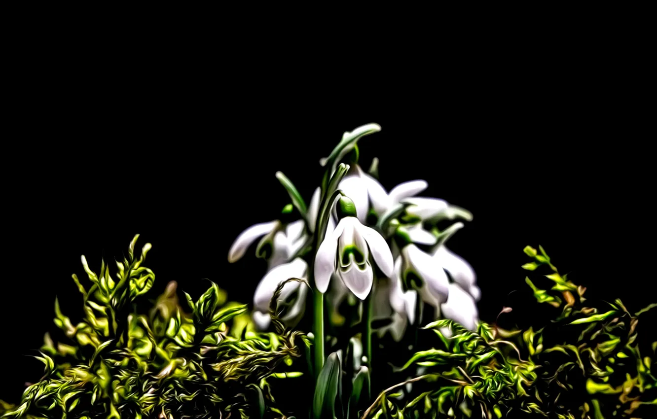 Фото обои цветы, рендеринг, мох, весна, лепестки, подснежники, черный фон, картинка
