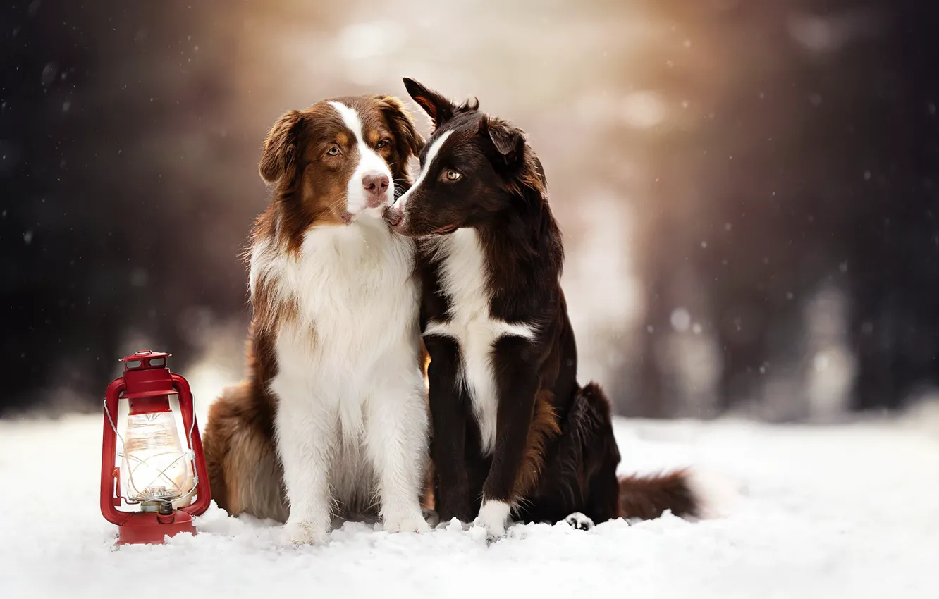 Фото обои зима, собаки, друзья