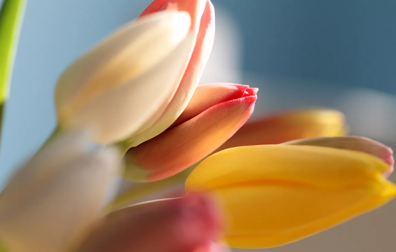 Фото обои букет, весна, бутон, тюльпаны
