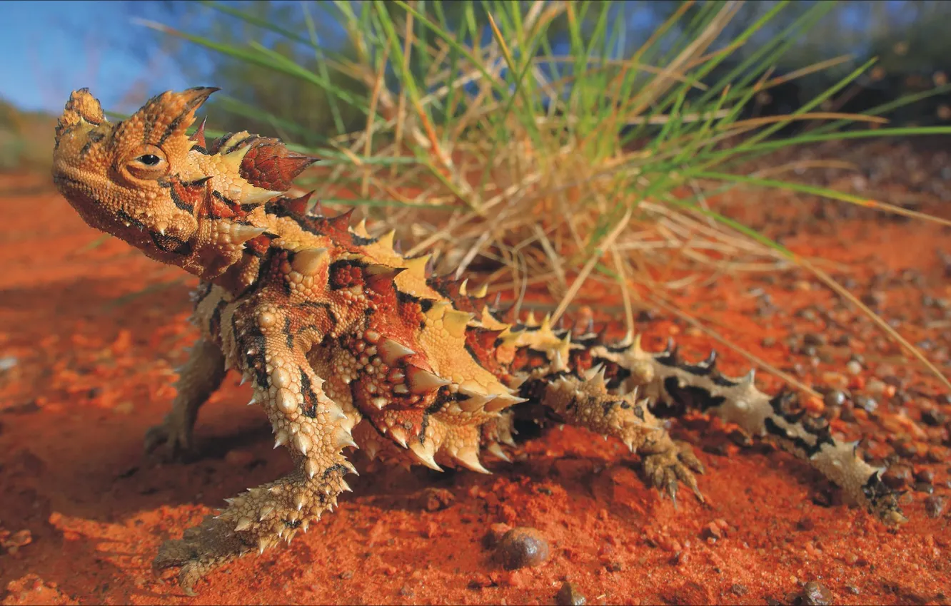 Фото обои животные, ящерица, Австралия, animal, Australia, lizard, молох, moloch