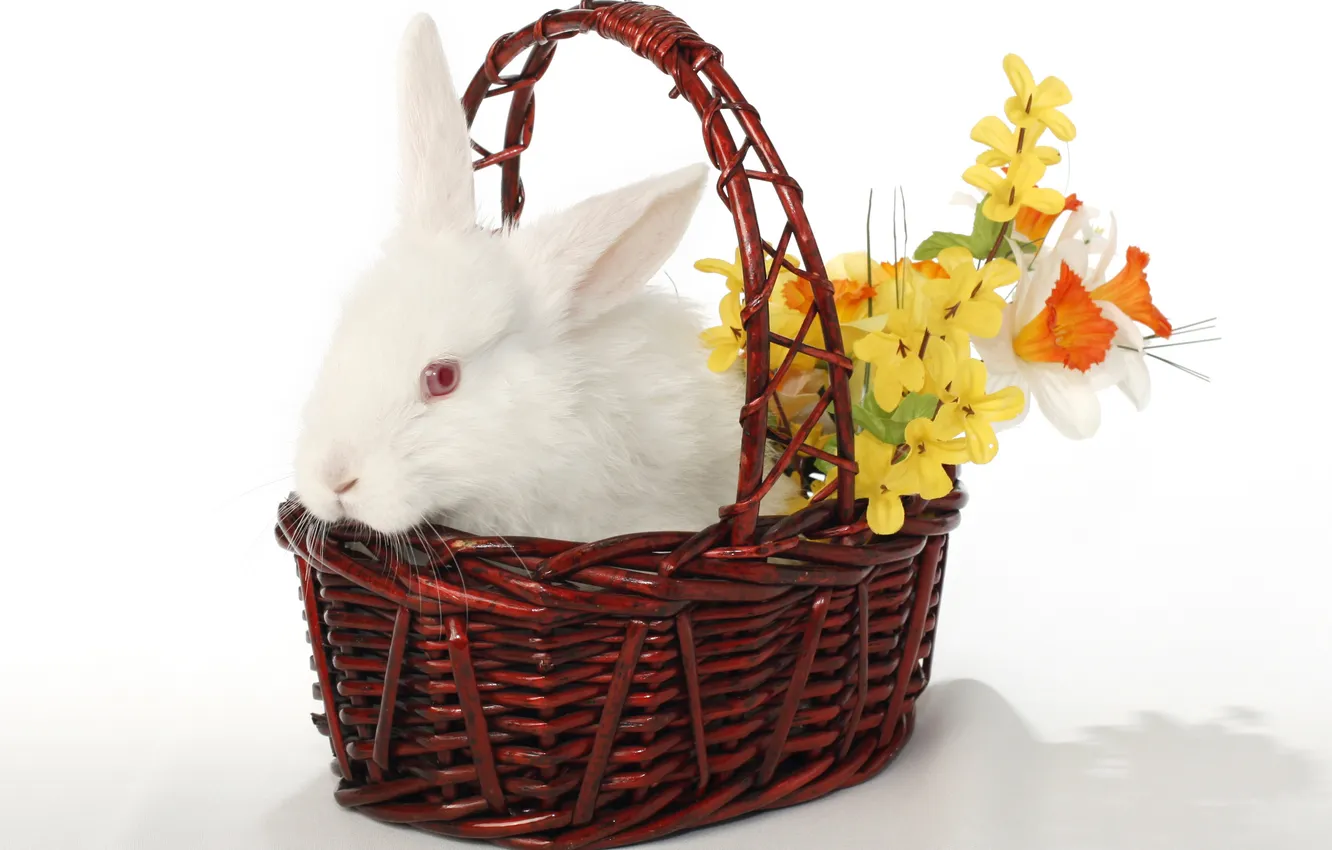 Фото обои цветы, корзина, кролик, пасха, easter