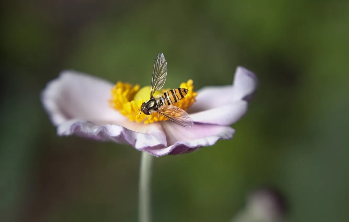 Фото обои цветок, макро, пчела, размытость