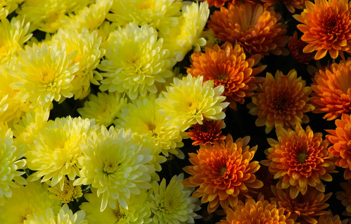 Фото обои flower, color, blooming, aster