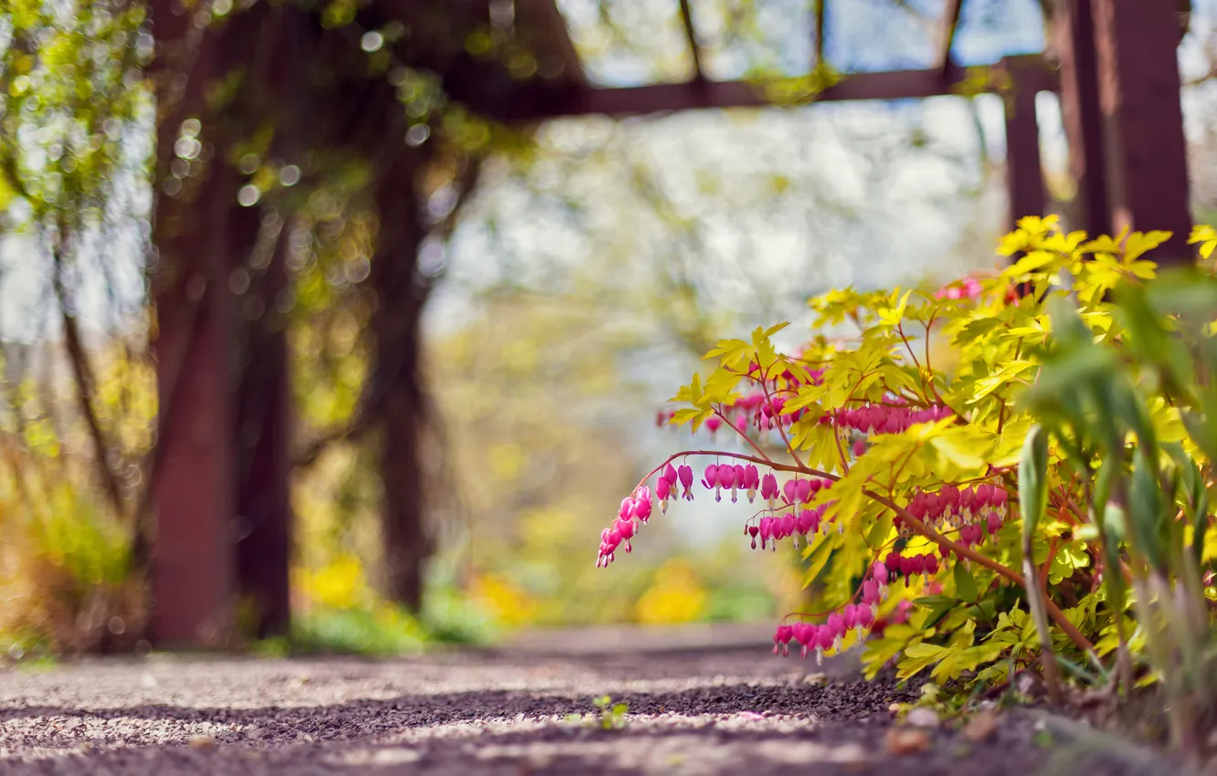 Фото обои цветы, природа, парк, розовый, фокус, дорожка, боке, дицентра