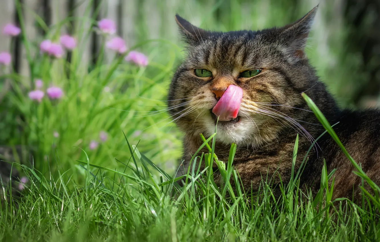 Фото обои зелень, язык, кошка, лето, трава, кот, взгляд, морда