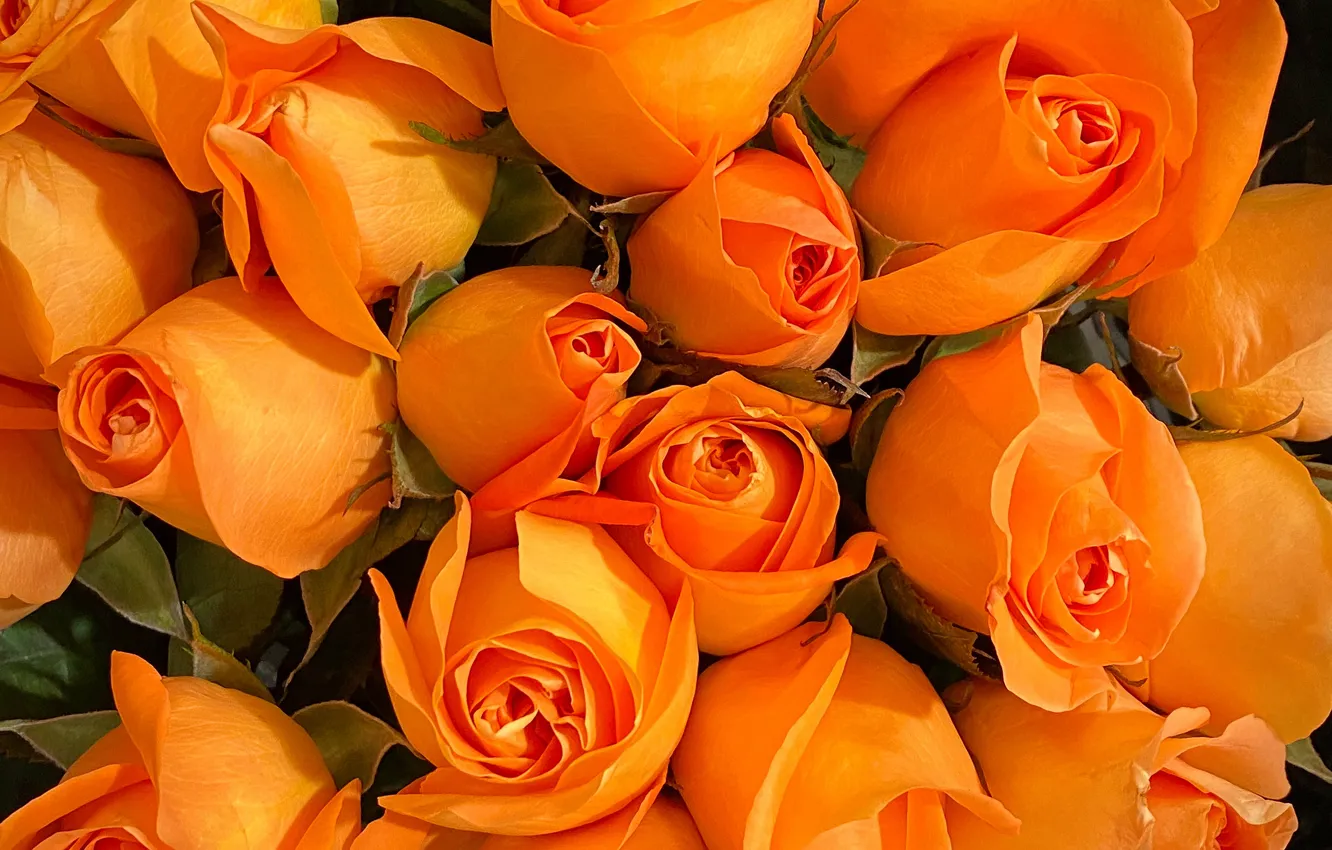 Фото обои розы, букет, оранжевые, много