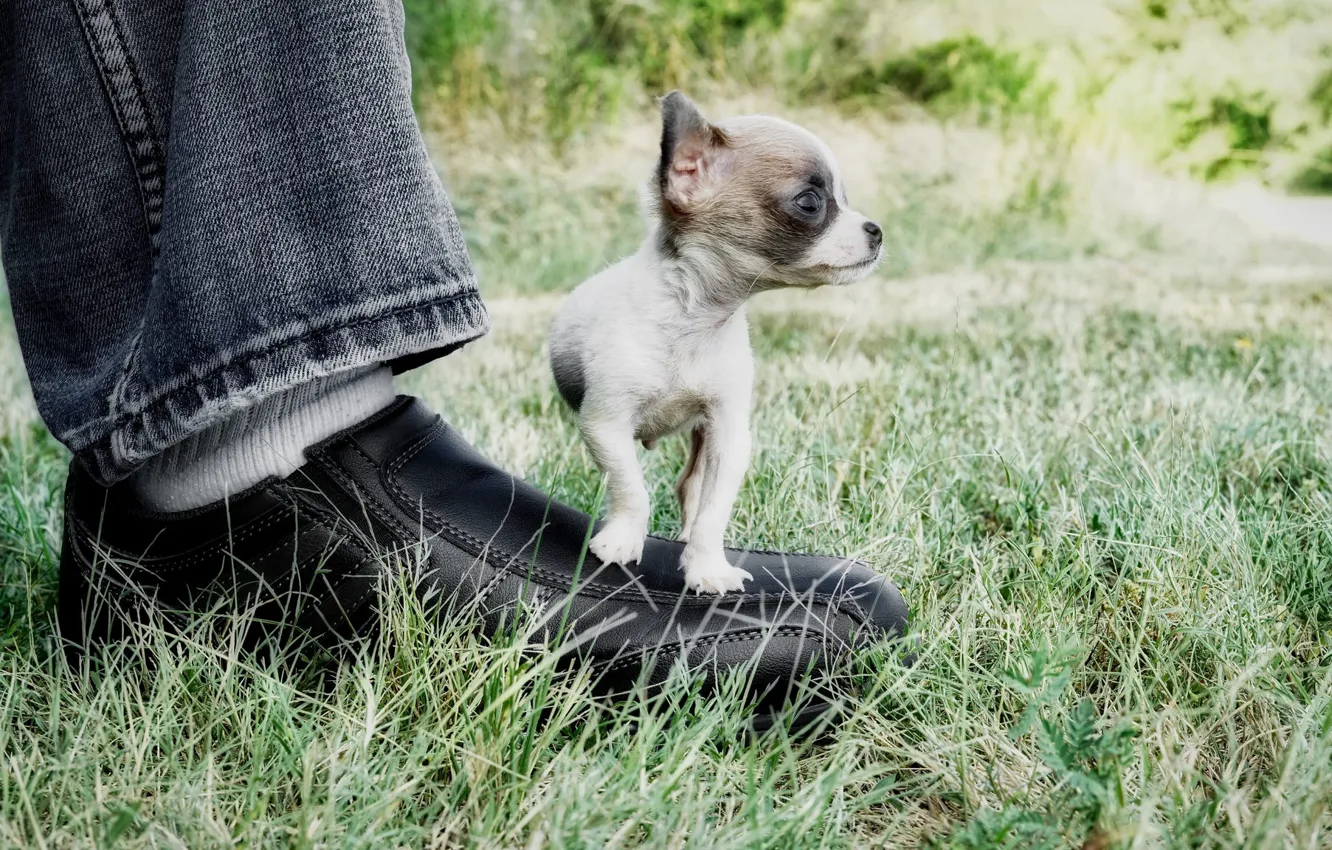 Фото обои нога, собачка, маленькая, ботинок