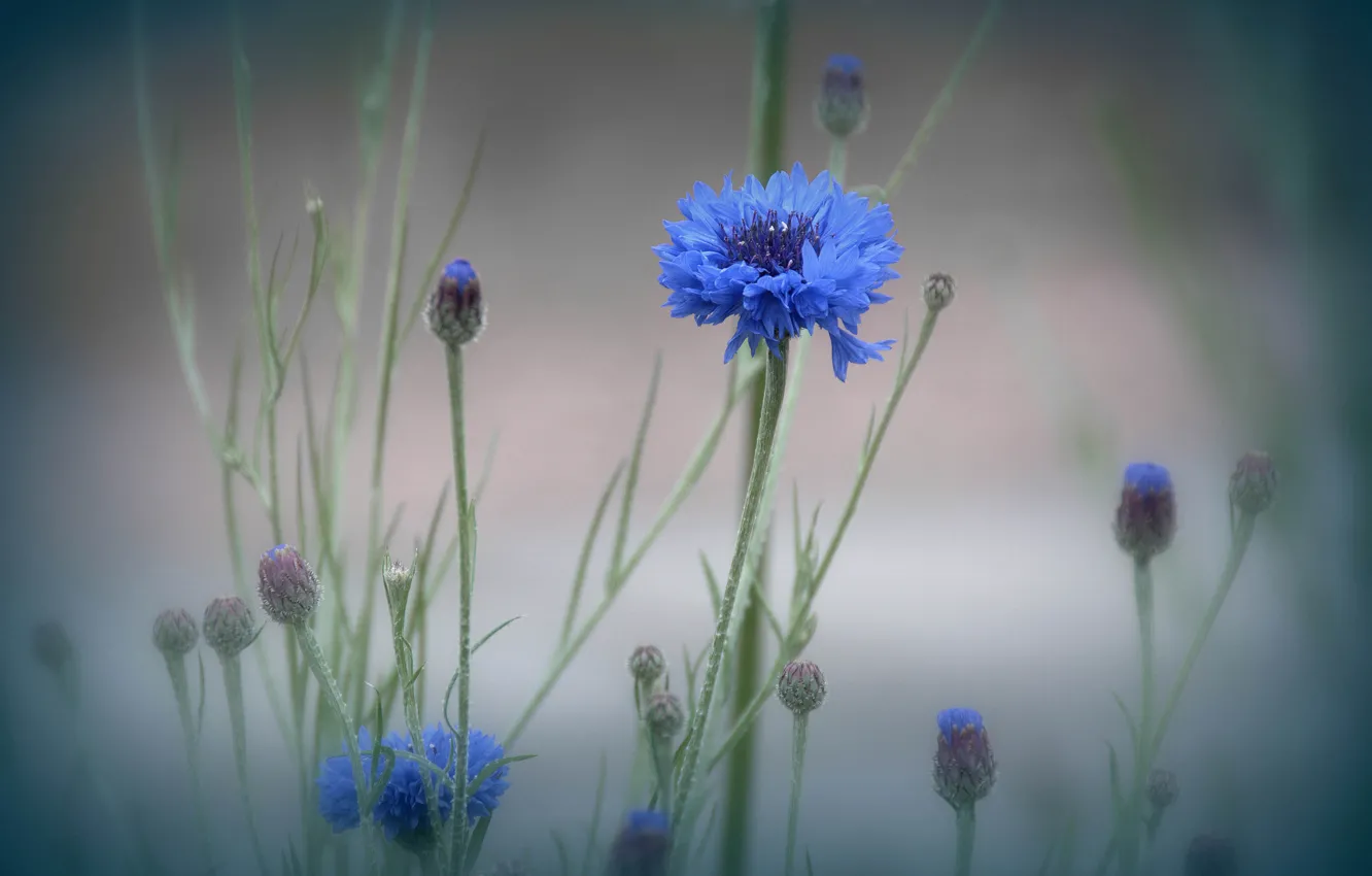 Фото обои цветок, макро, туман, растение, луг