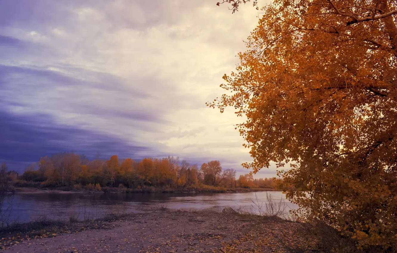 Фото обои деревья, закат, листва, Осень, Река, river, trees, sunset