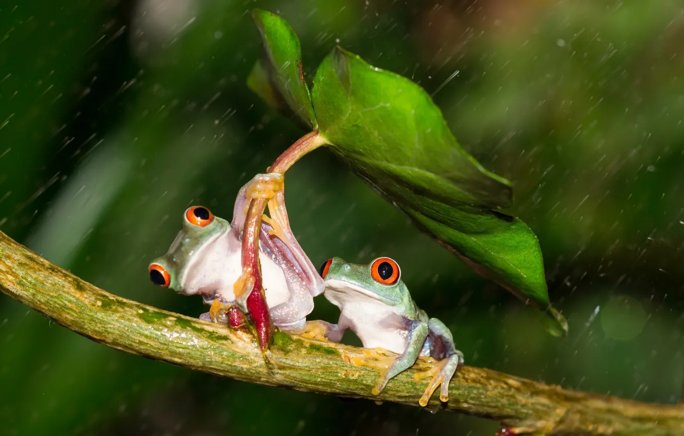 Фото обои лист, дождь, лапки, зонт, зеленые, дружба, лягушки, разноцветные