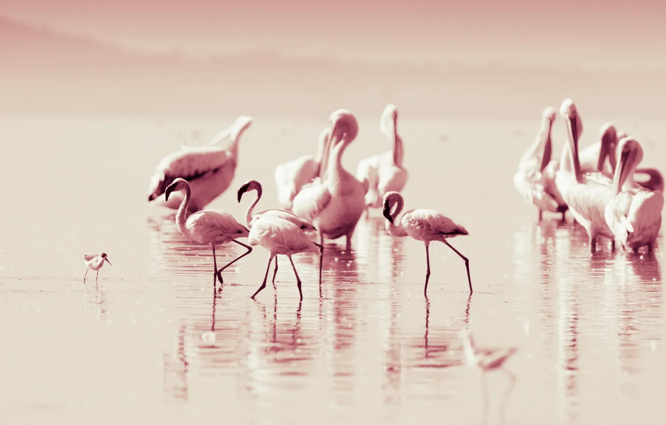 Фото обои птицы, природа, фламинго