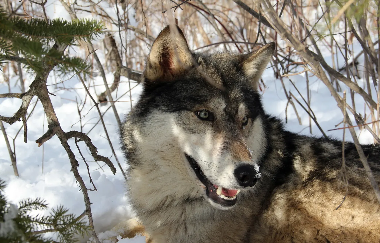 Фото обои зима, лес, волк