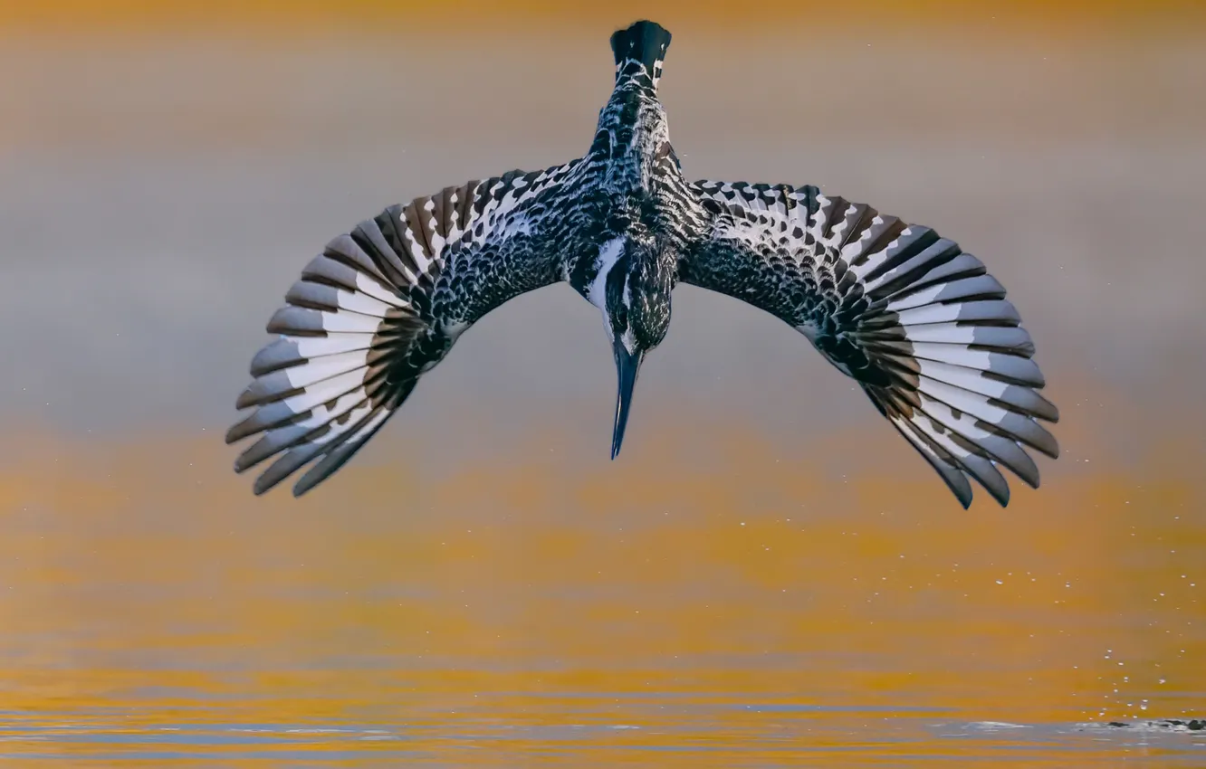 Фото обои вода, птица, размах крыльев, David Manusevich, Пестрый зимородок, Pied kingfish