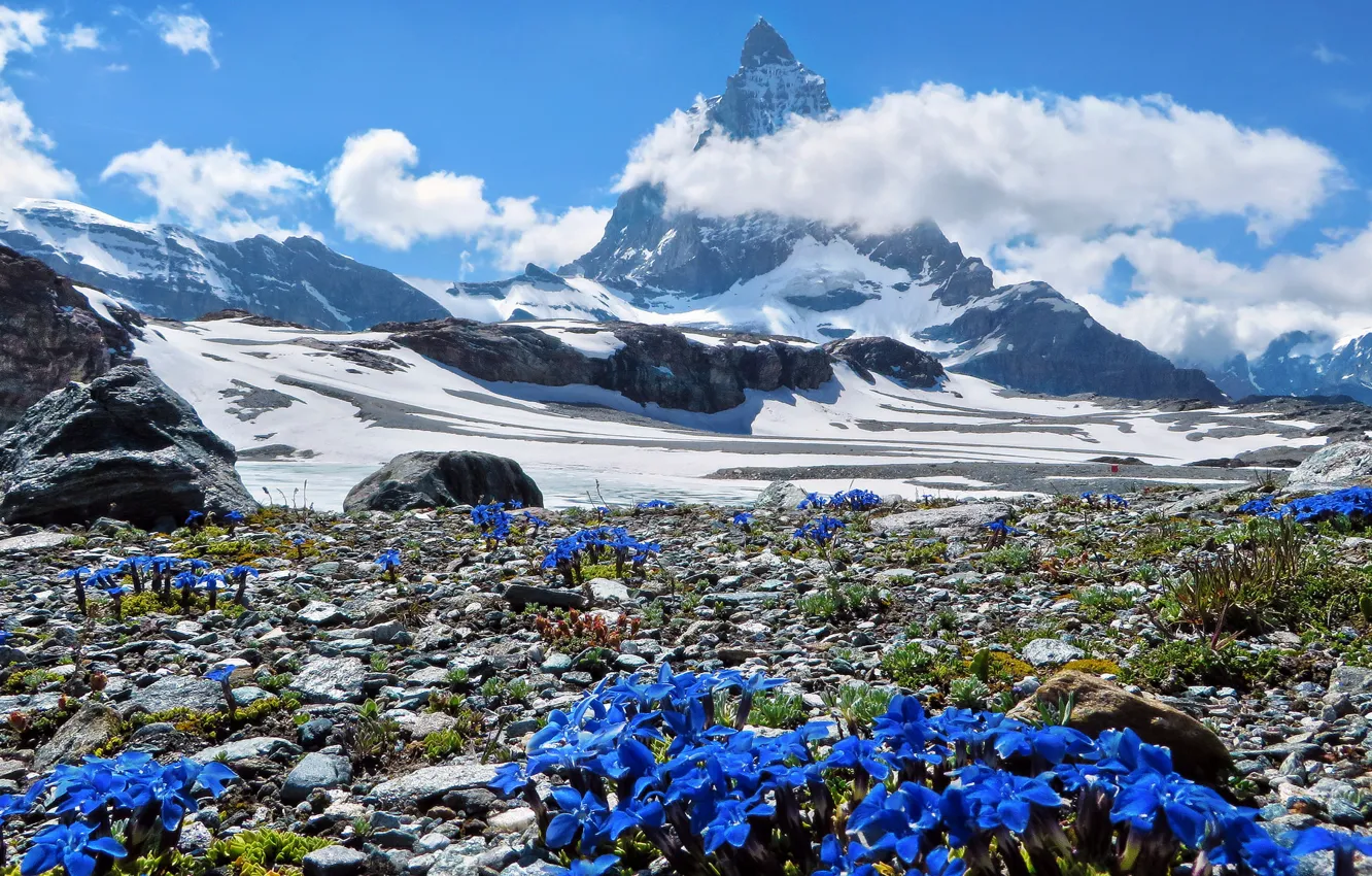 Фото обои Matterhorn, Schweiz, Wallis, Genziane Alpine