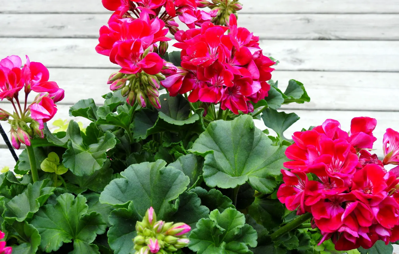 Фото обои листья, цветы, бутоны, герань