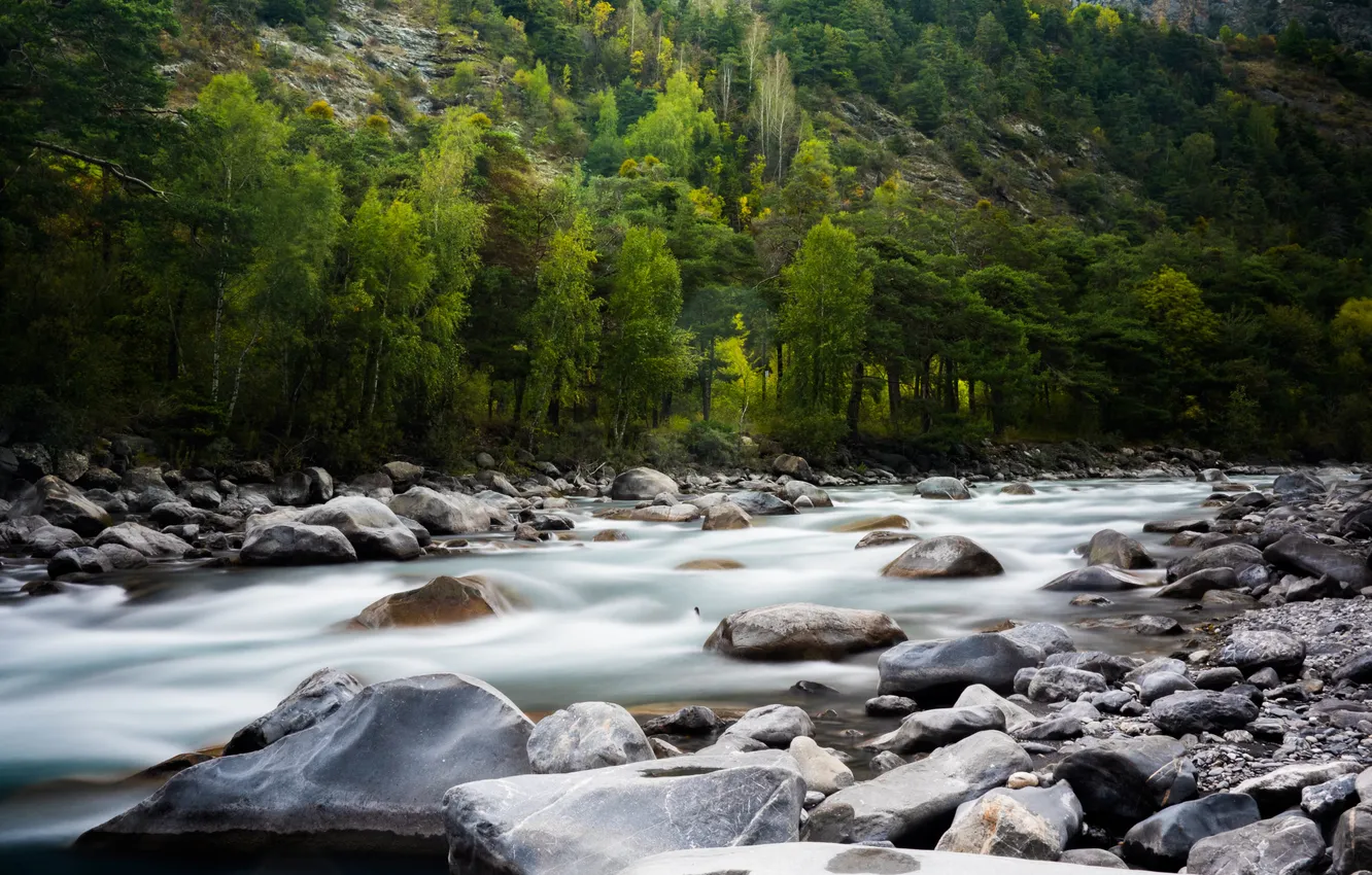 Фото обои лес, пейзаж, горы, природа, камни, растения, долина, forest