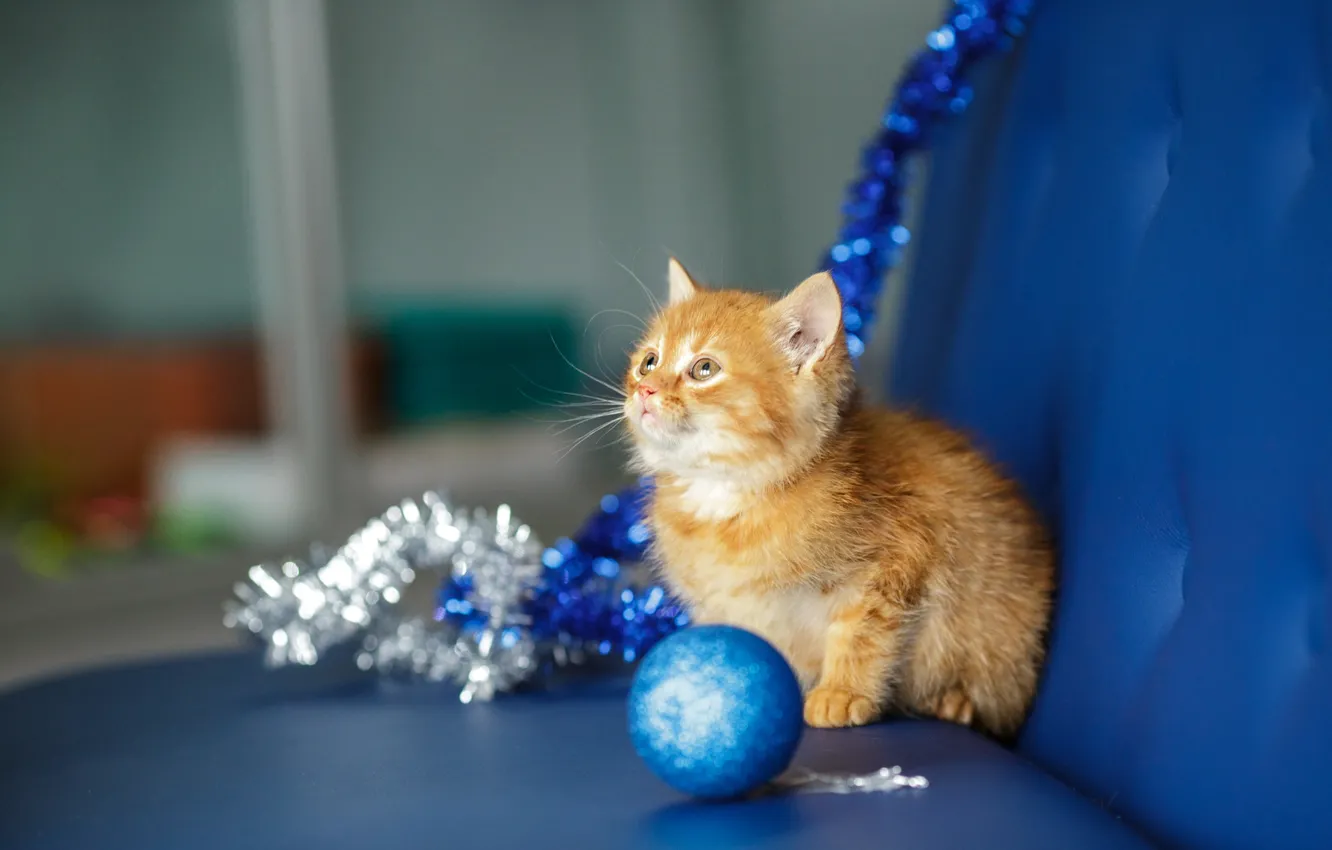 Фото обои кошка, взгляд, синий, котенок, фон, диван, новый год, шарик