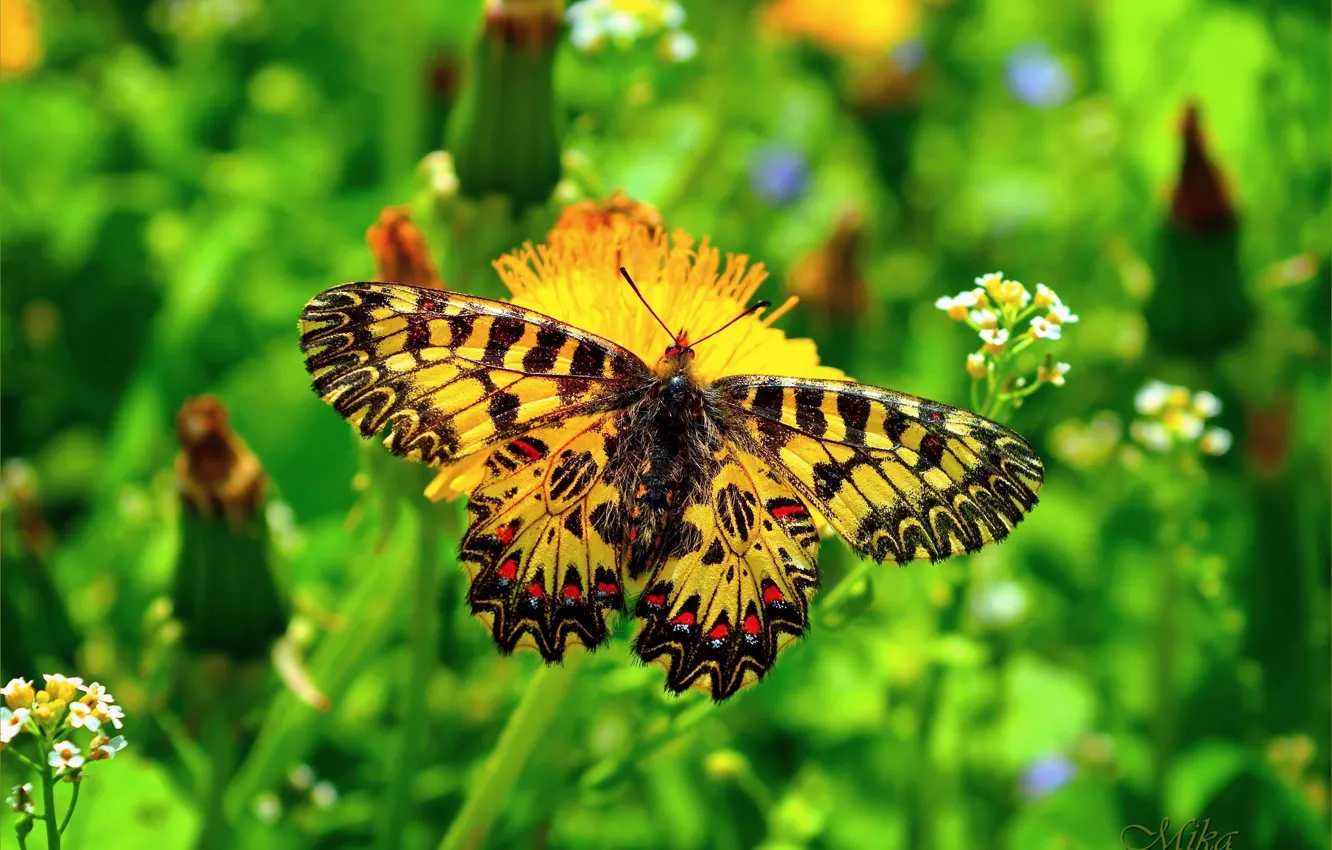 Фото обои Макро, Бабочка, Macro, Butterfly