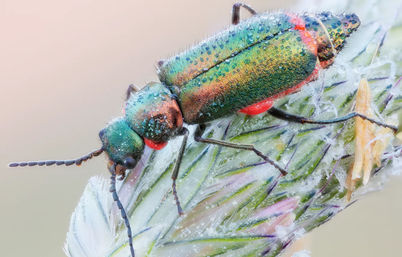 Фото обои макро, жук, насекомое