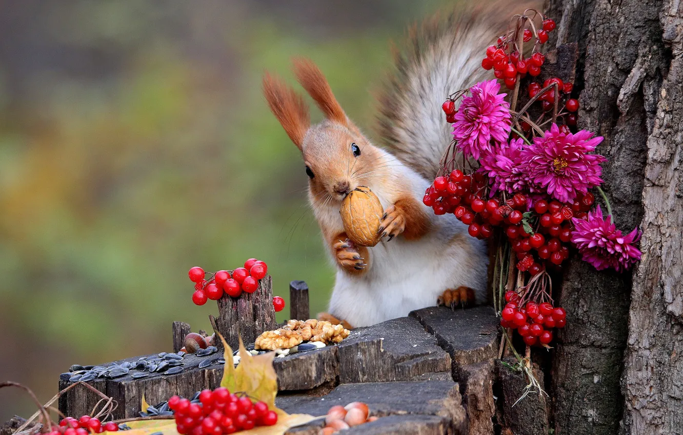 Фото обои цветы, природа, ягоды, животное, пень, белка, ствол, орехи