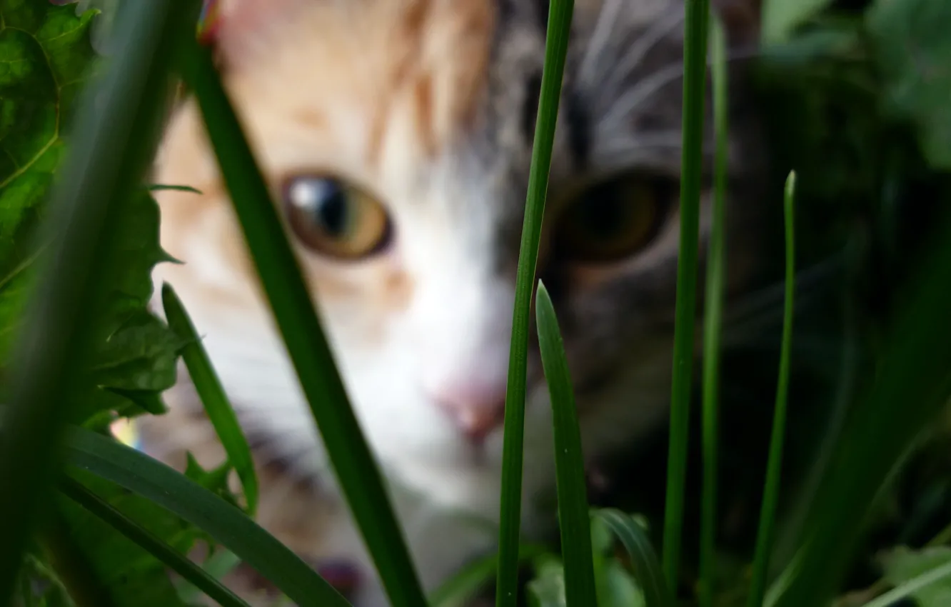 Фото обои кошка, трава, макро, разноцветная