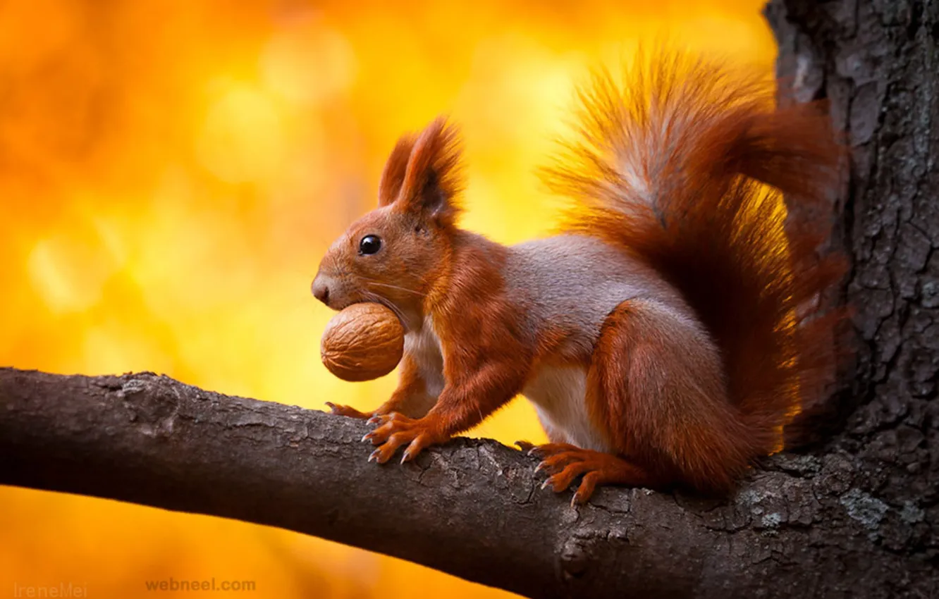 Фото обои photography, animal, nuts, squirrel, wildlife
