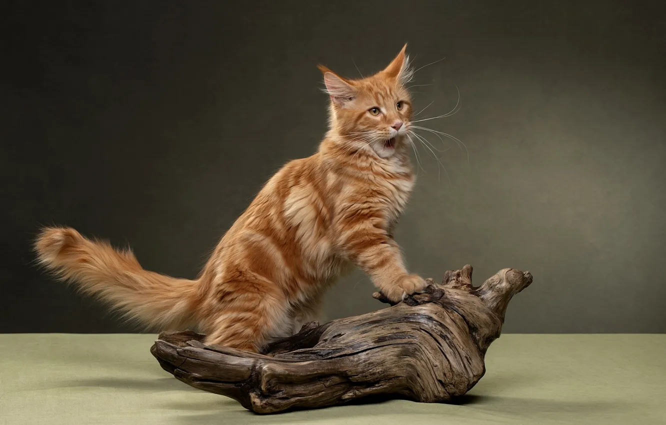Фото обои кот, фон, рыжий, хвост, коряга, мейн-кун, Светлана Писарева
