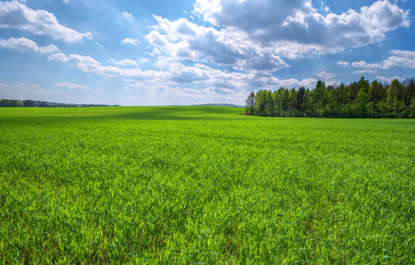 Фото обои поле, небо, трава, облака, деревья, зеленая