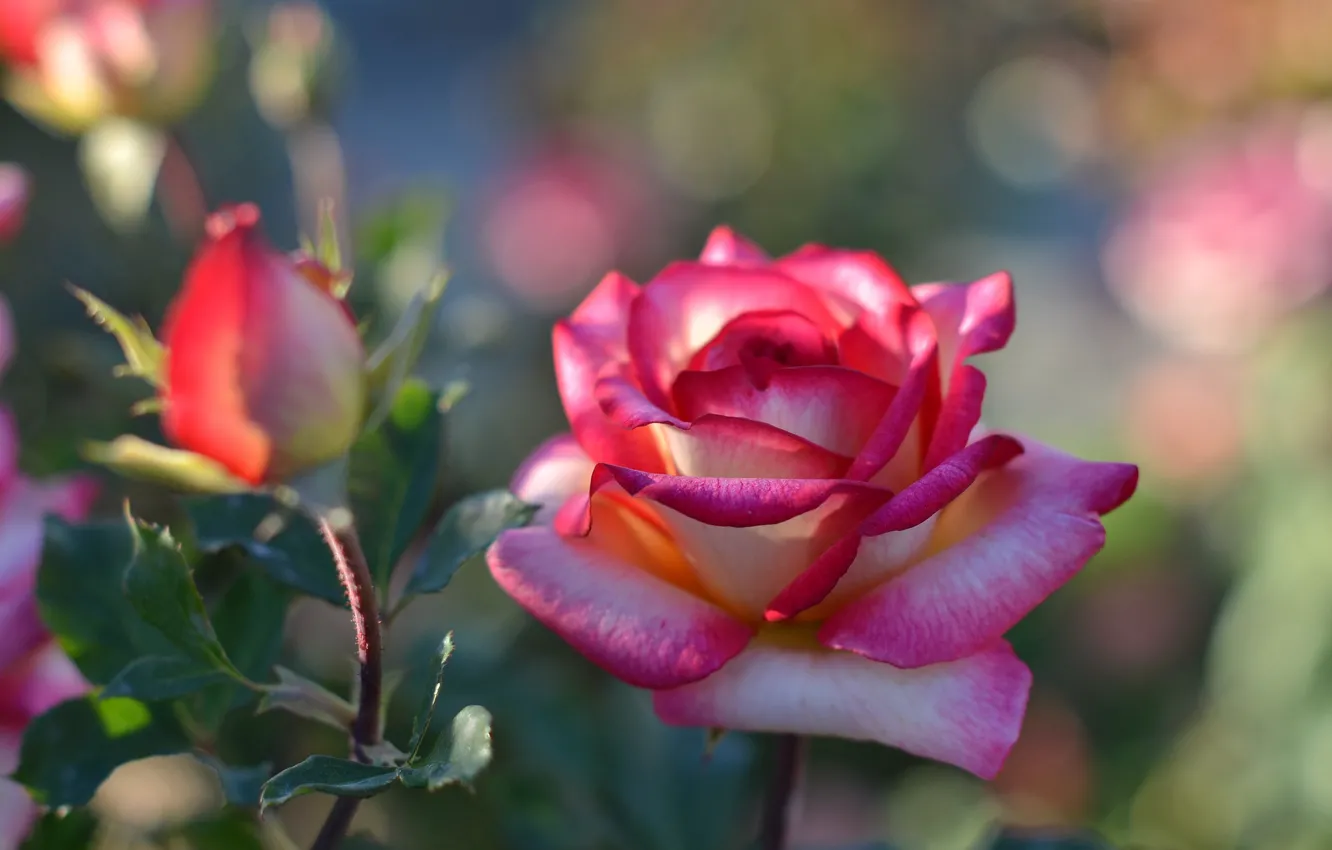 Фото обои цветок, роза, бутон, боке