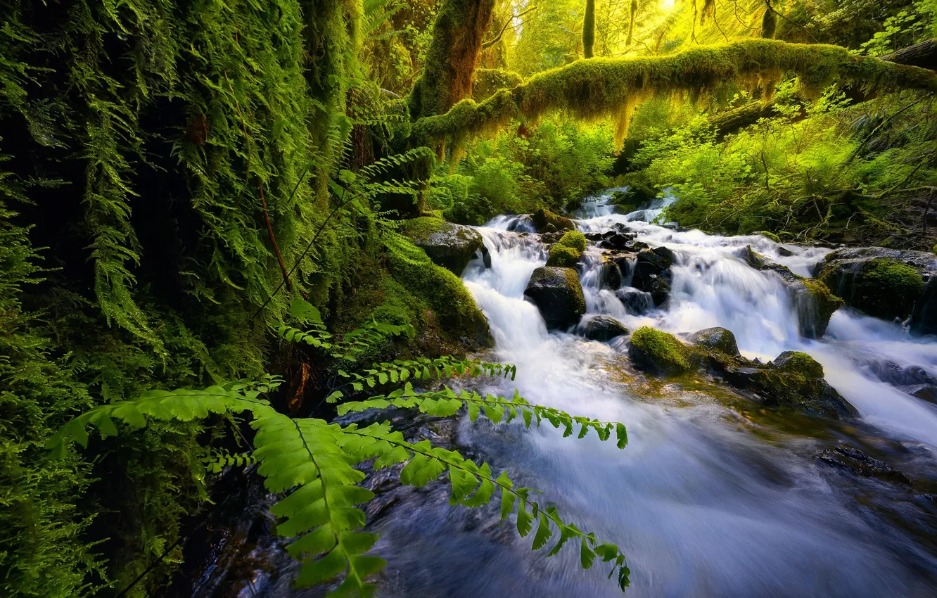Фото обои зелень, лес, лето, вода, ветки, ручей, камни, растительность