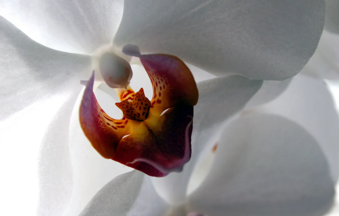 Фото обои white, flower, color, image, White Orchid