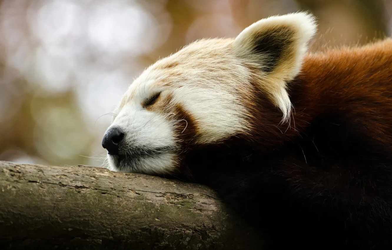 Фото обои спит, красная панда, firefox