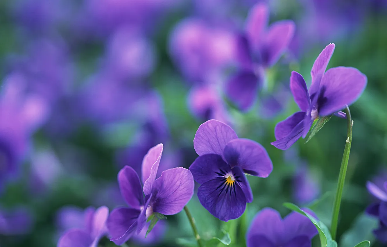 Фото обои макро, цветы, лепестки, фиолетовые, луто