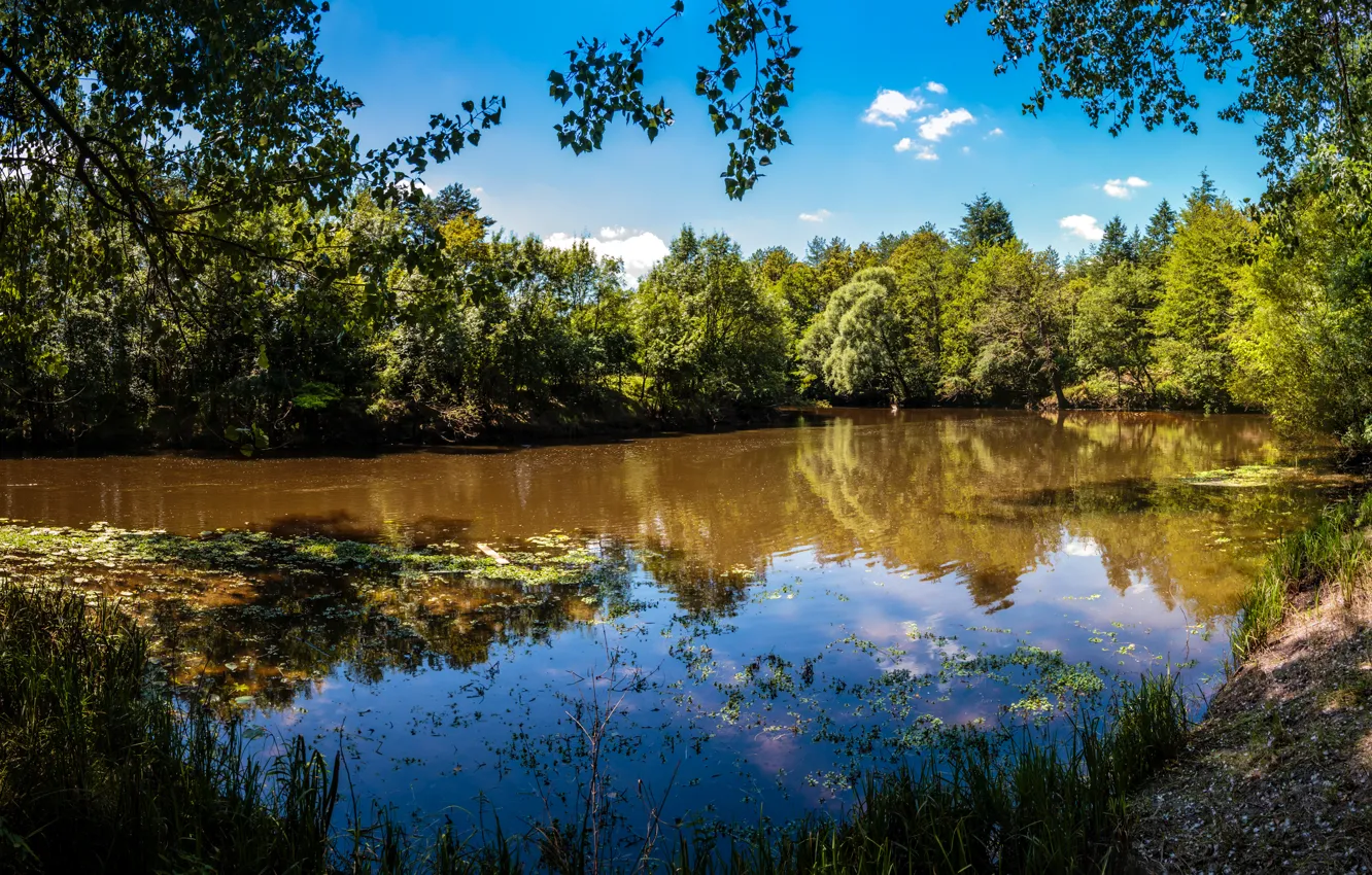 Фото обои зелень, лес, лето, деревья, озеро, Франция, солнечно