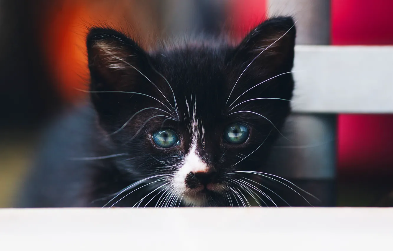 Фото обои кошка, взгляд, котенок, фон, черный, портрет, котёнок
