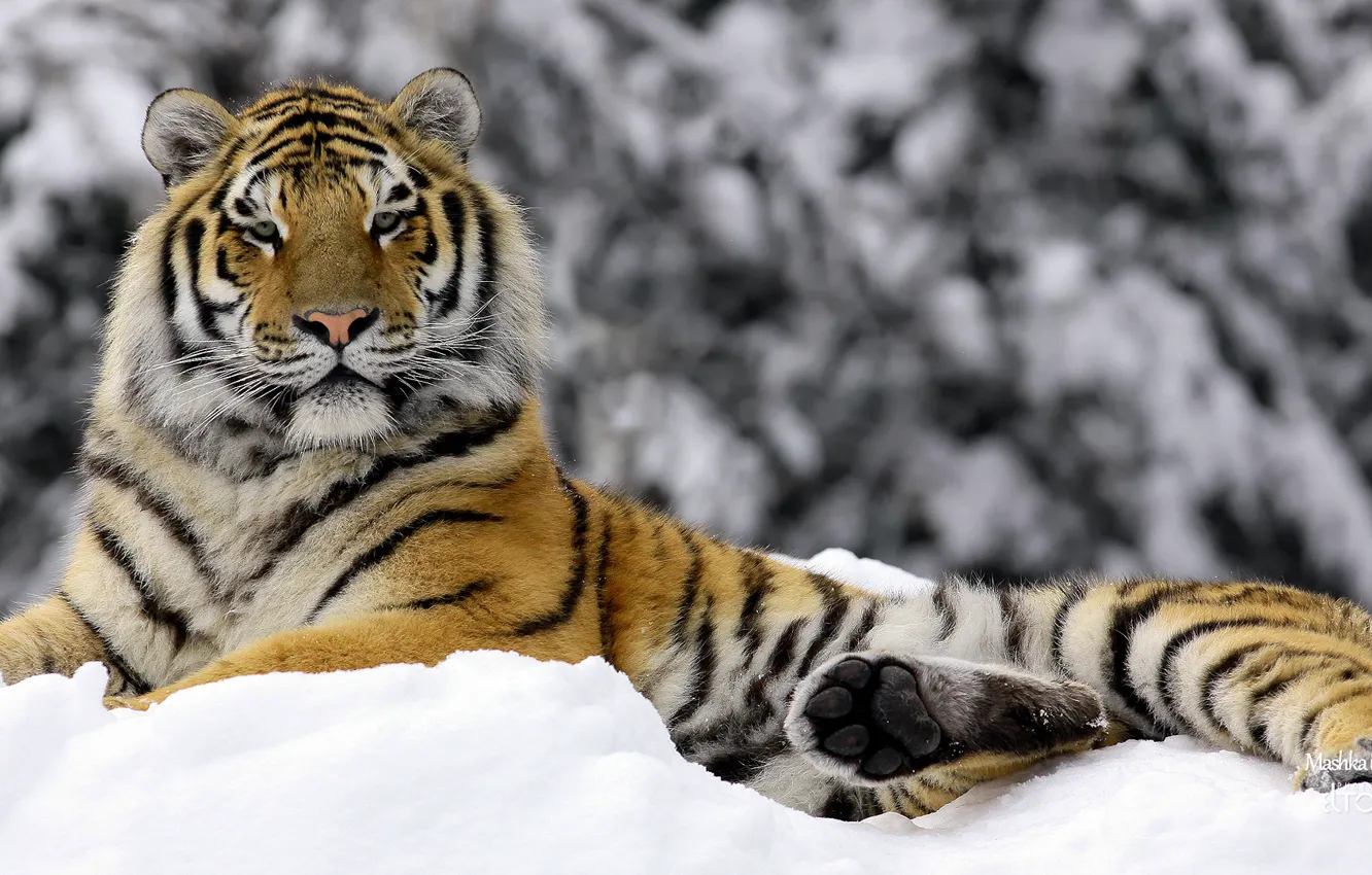 Фото обои зима, тигр, Mashka in Winter