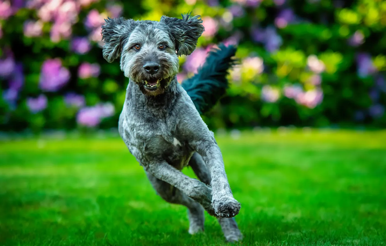 Фото обои фон, газон, игра, собака