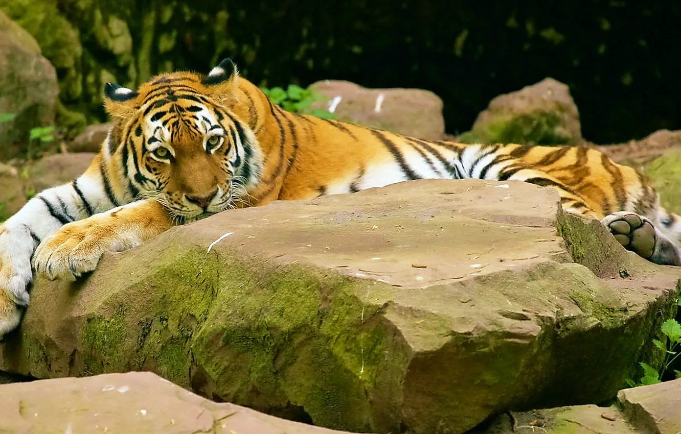 Фото обои взгляд, тигр, камни, лежит, полосатый, усатый