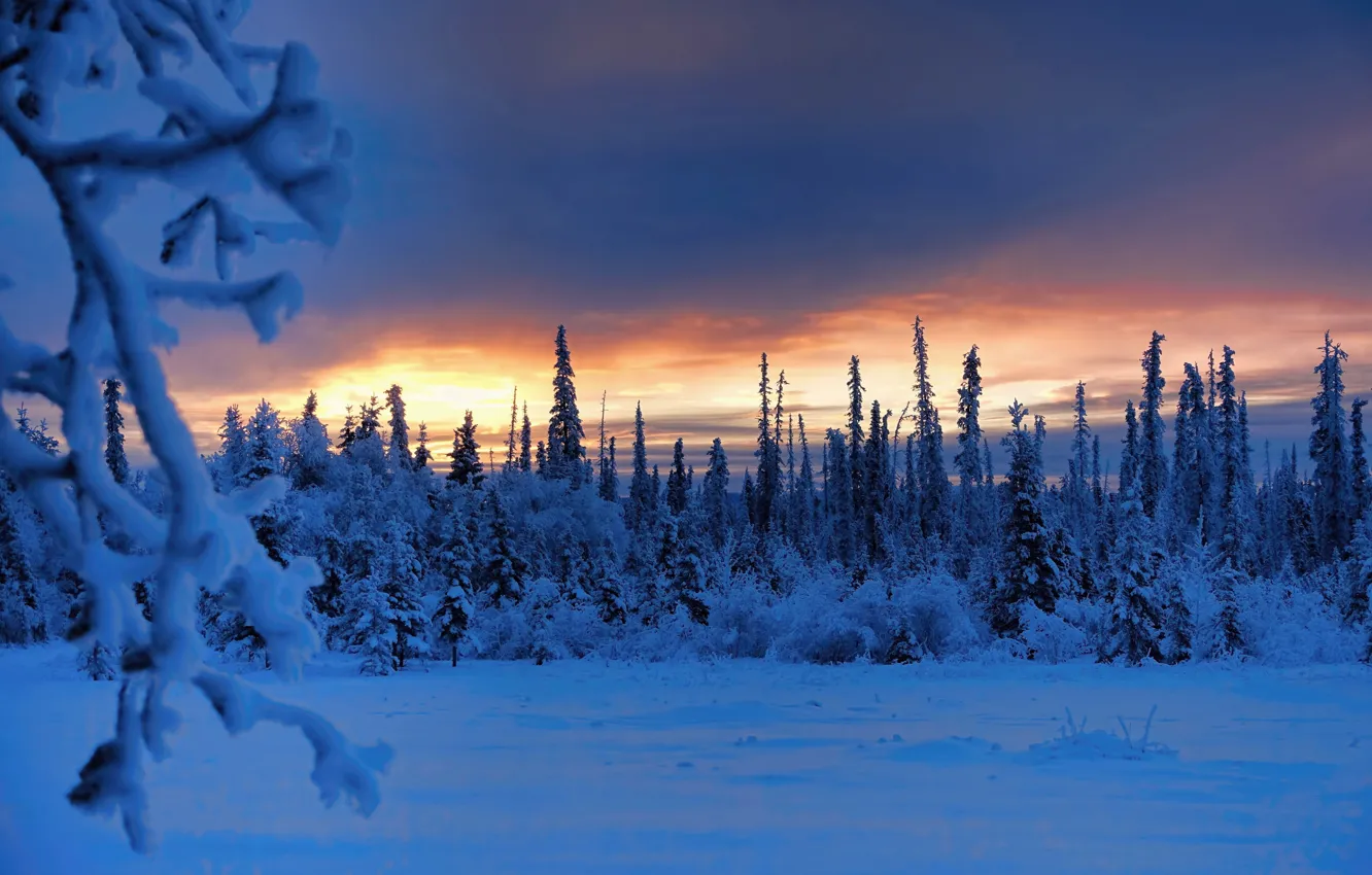 Фото обои зима, лес, снег, деревья, ветки, восход, рассвет, утро