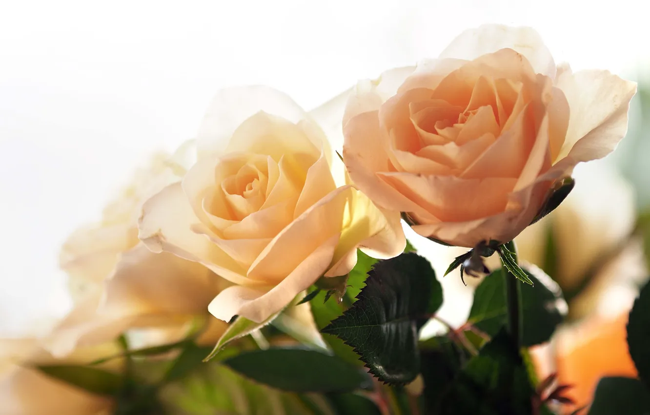 Фото обои розы, букет, боке, жёлтые розы