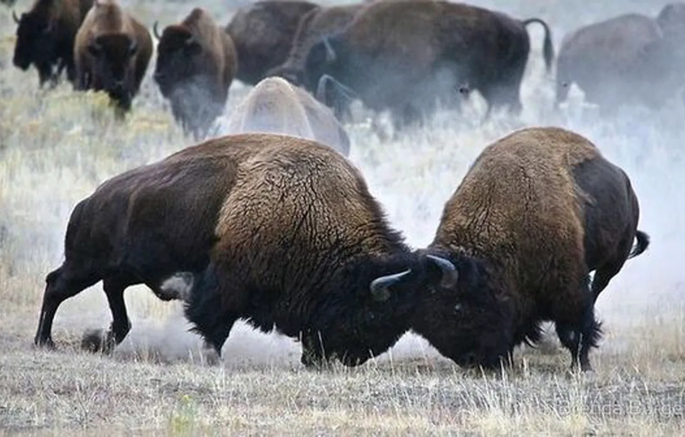 Фото обои wildlife, Buffalo, American Bison, animals big, Bisons