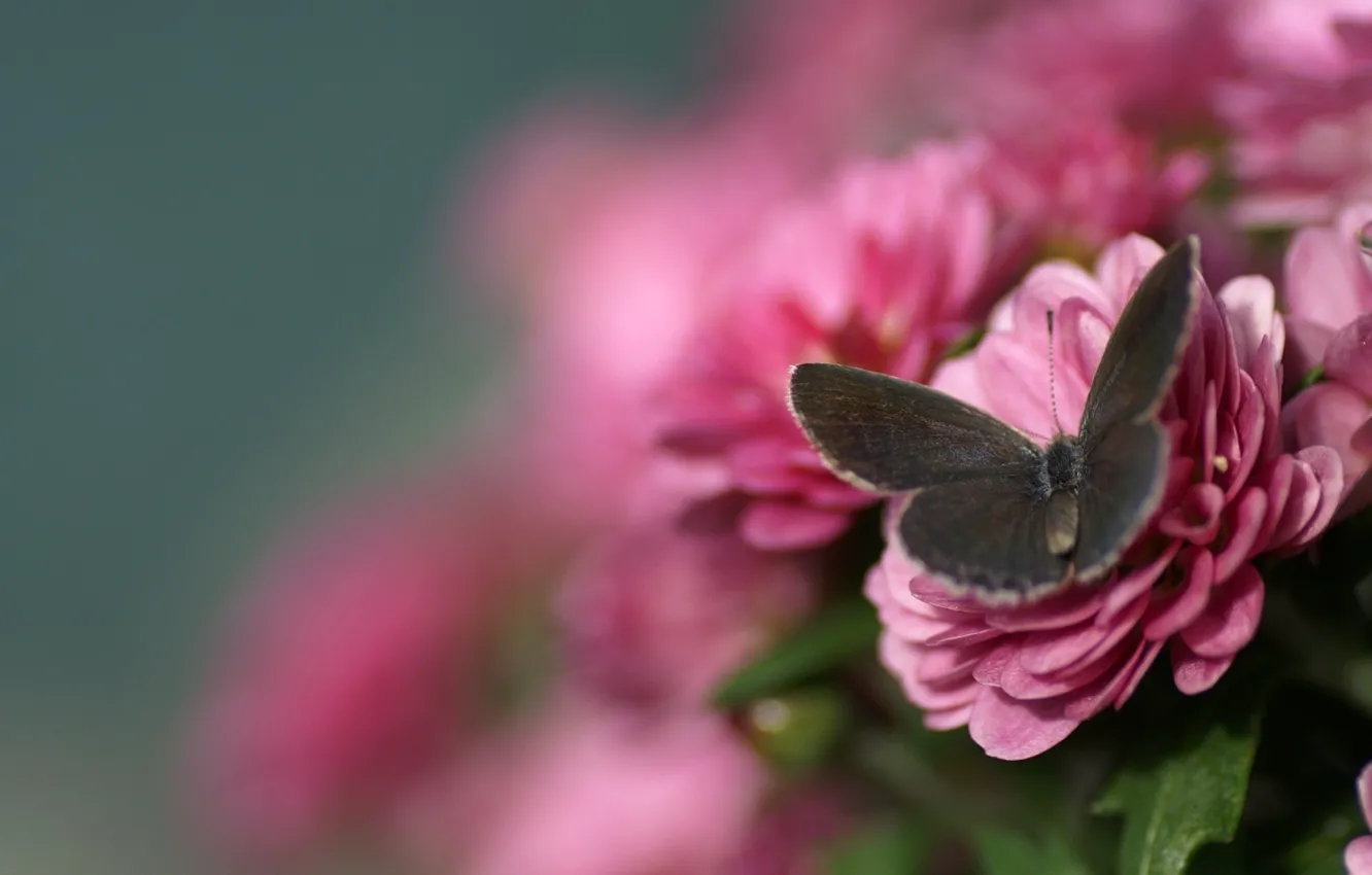 Фото обои макро, цветы, бабочка, размытость, розовые