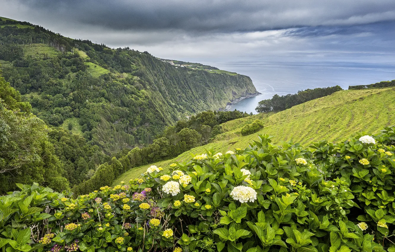 Фото обои цветы, горы, холмы