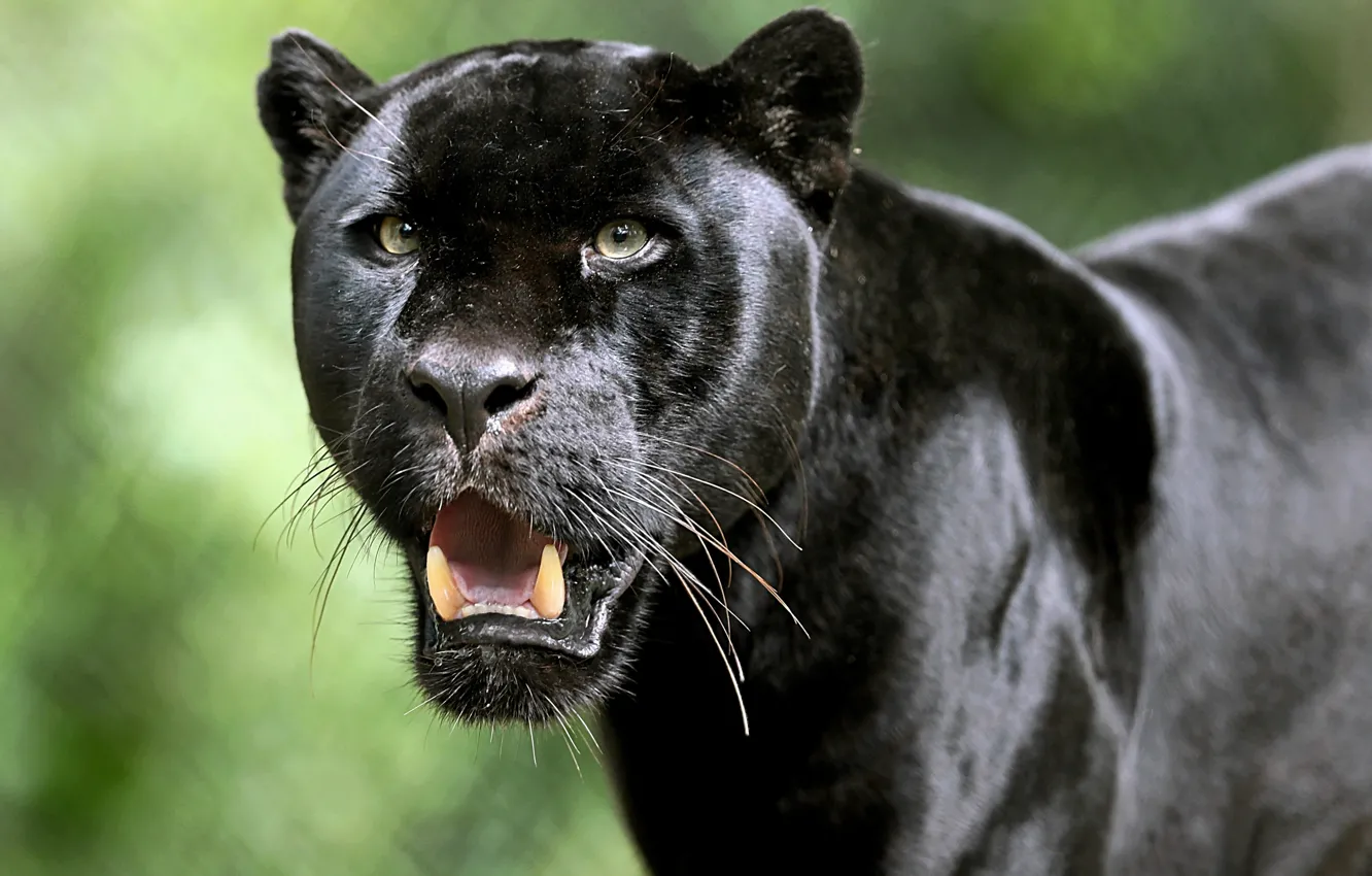 Фото обои взгляд, морда, Ягуар, клыки, дикая кошка, Чёрная пантера