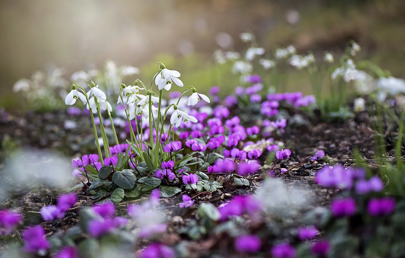 Фото обои цветы, природа, весна, подснежники, цикламены, Jacky Parker
