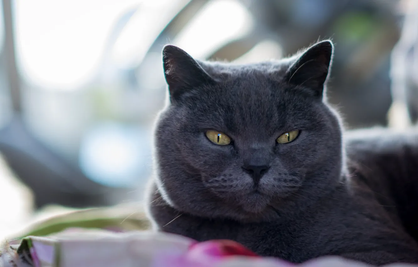 Фото обои кошка, кот, британский