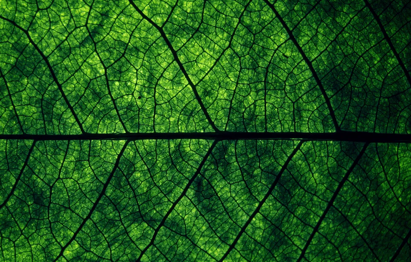 Фото обои зелень, макро, природа, лист, структура, текстуры, жилки, macro