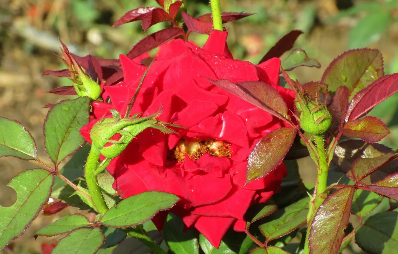 Фото обои роза, куст, красная, Meduzanol ©, лето 2018